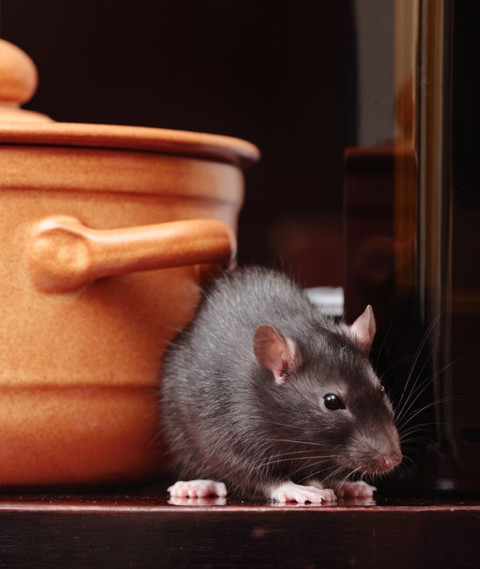 Gierre Servizi:CONTRO topi domestici, topi campagnoli e ratti in ambienti chiusi e su aree scoperte. Applicazione di specifici dispenser. Tecnologie di monitoraggio di ultima generazione
